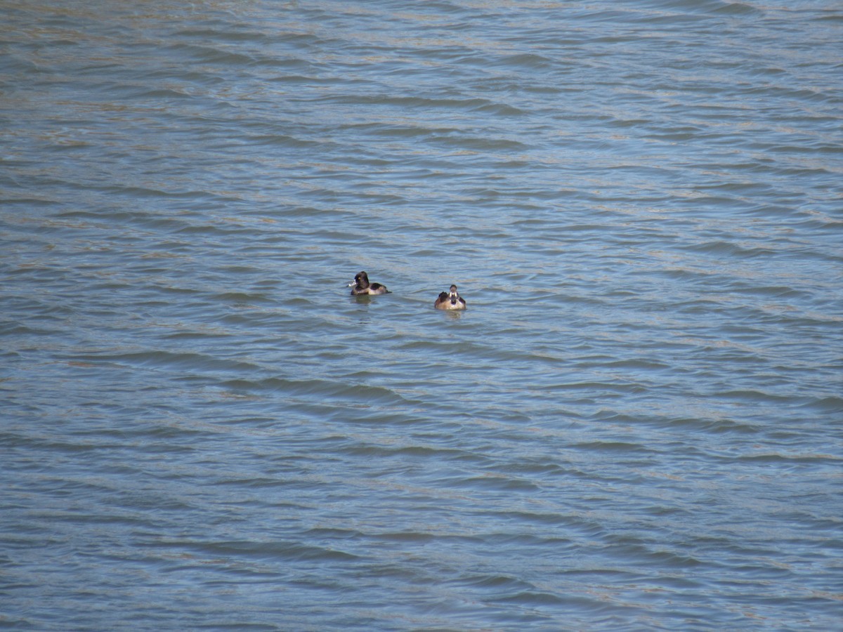 Ring-necked Duck - ML184722261