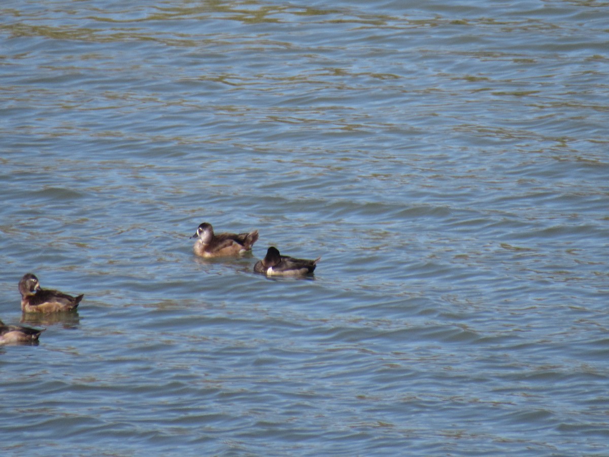 Ring-necked Duck - ML184722301