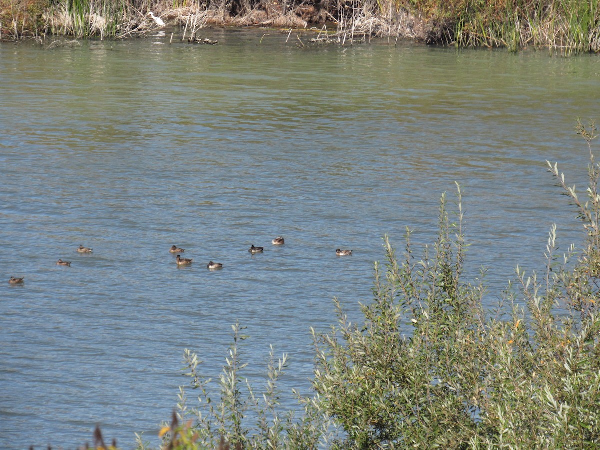 Ring-necked Duck - ML184722331