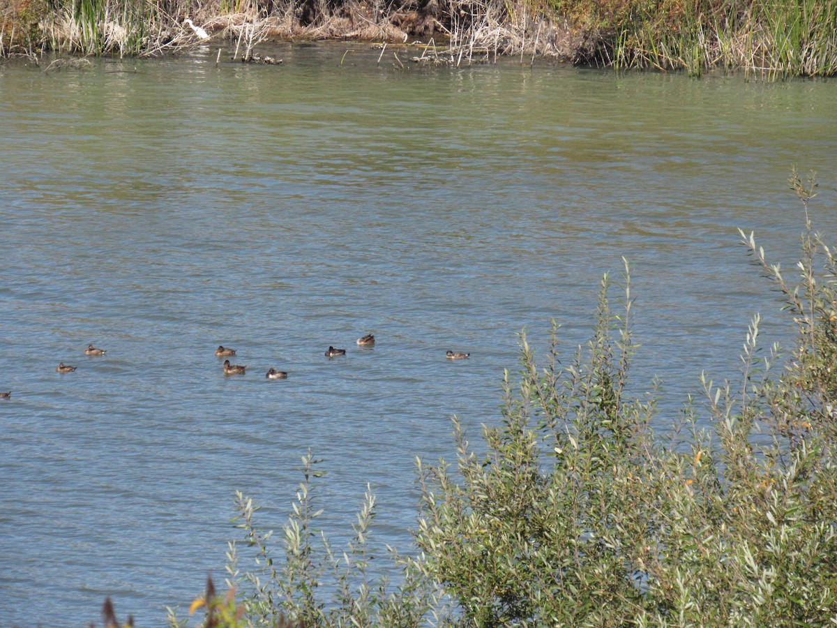 Ring-necked Duck - ML184722341