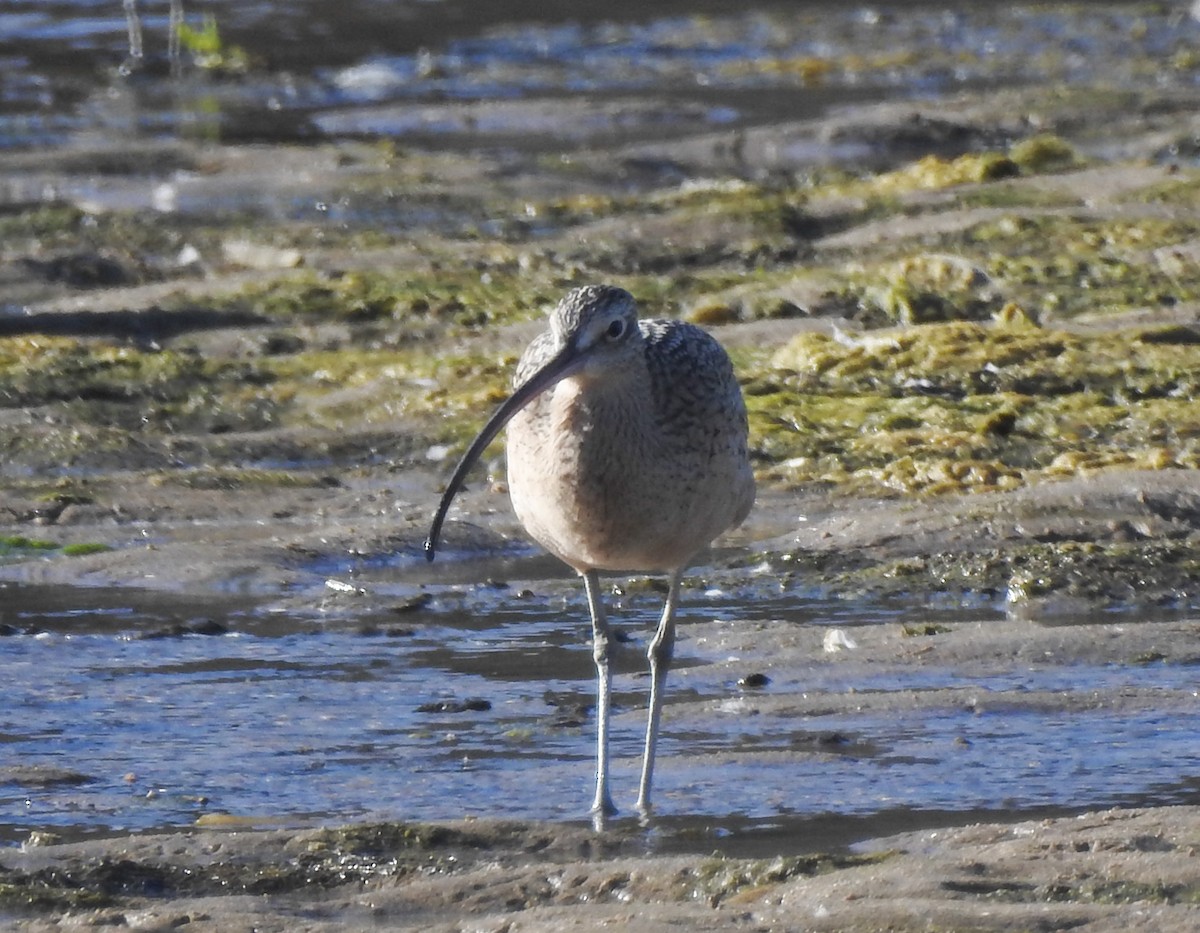 Long-billed Curlew - ML184723371