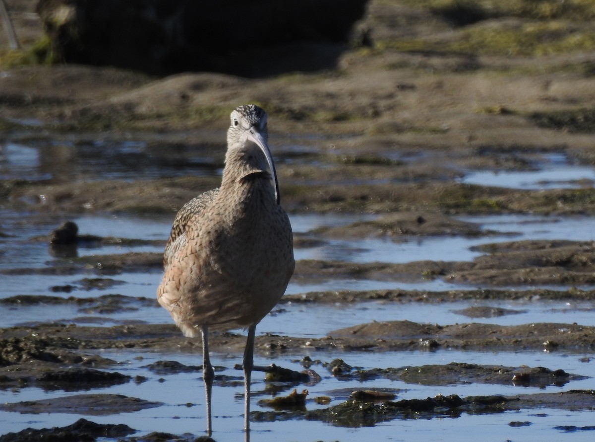 Long-billed Curlew - ML184723391