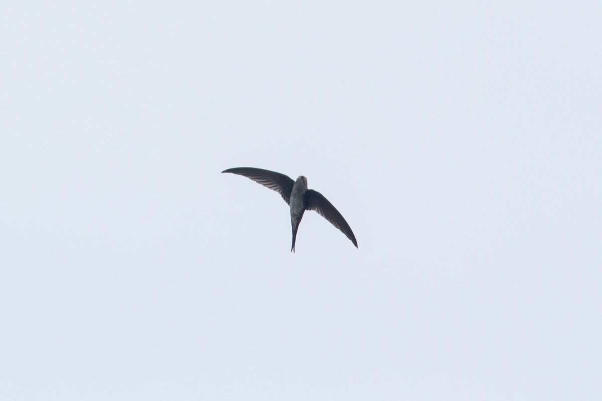 Fork-tailed Palm Swift - ML184724581