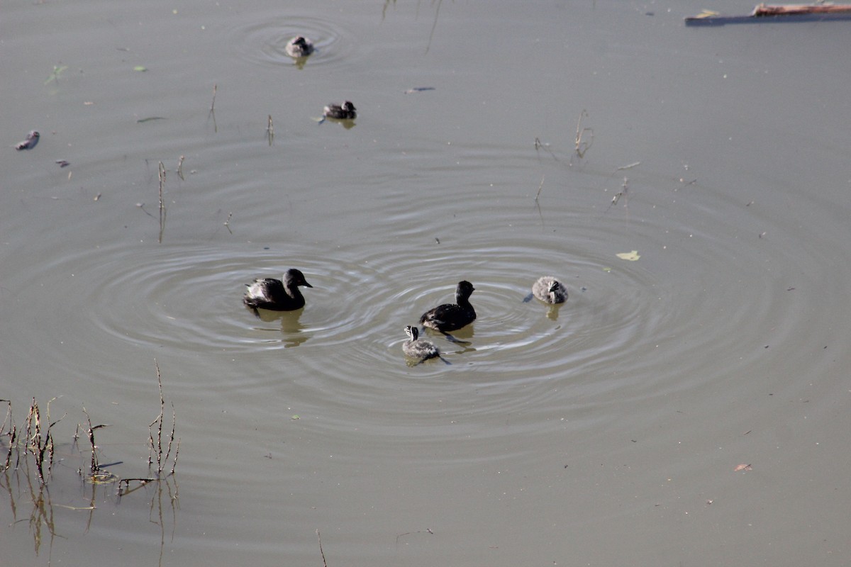 Least Grebe - ML184725571