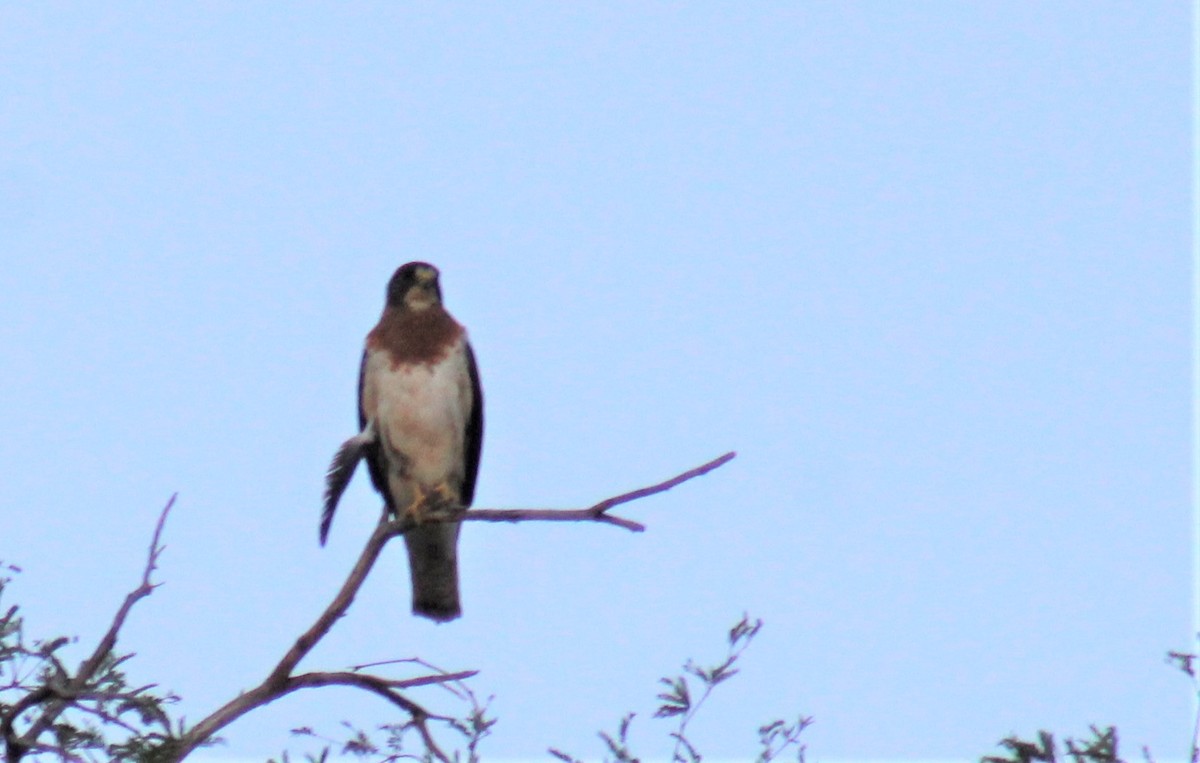 Swainson's Hawk - ML184725581