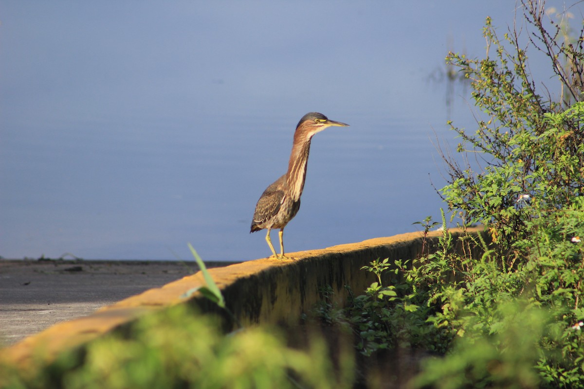 Green Heron - ML184725601