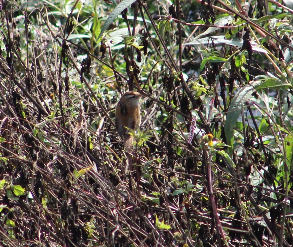 Marsh Wren - ML184726241