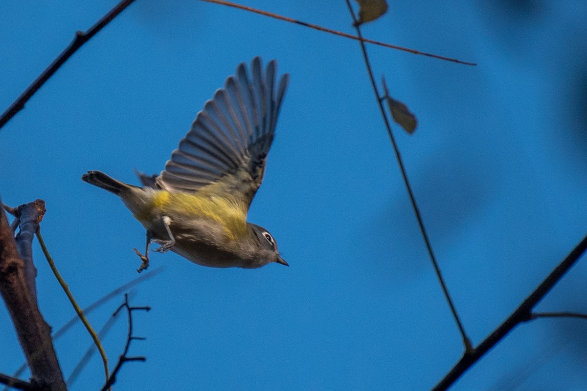 eremittvireo - ML184726631