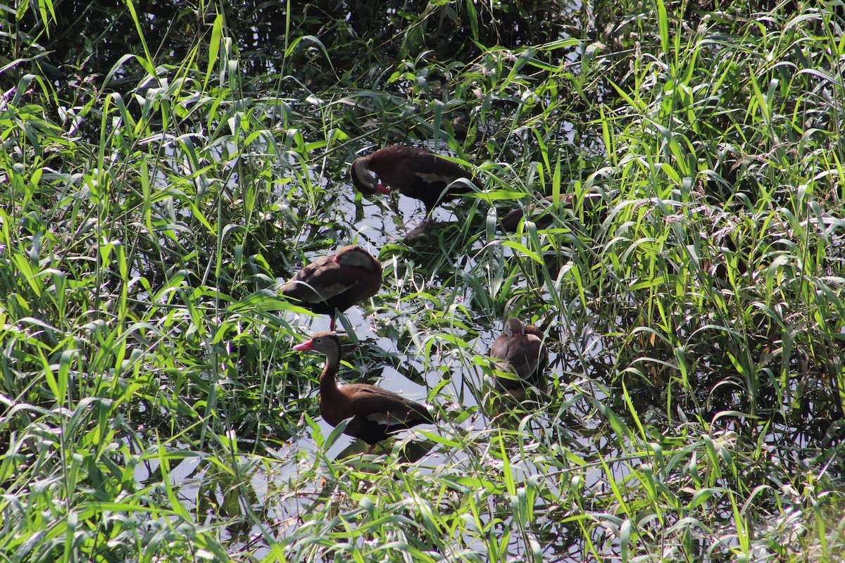 Black-bellied Whistling-Duck - ML184726691