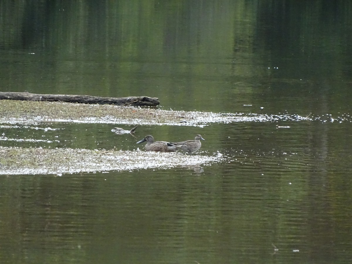 Green-winged Teal - ML184727561