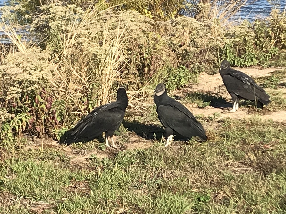 Black Vulture - ML184728561