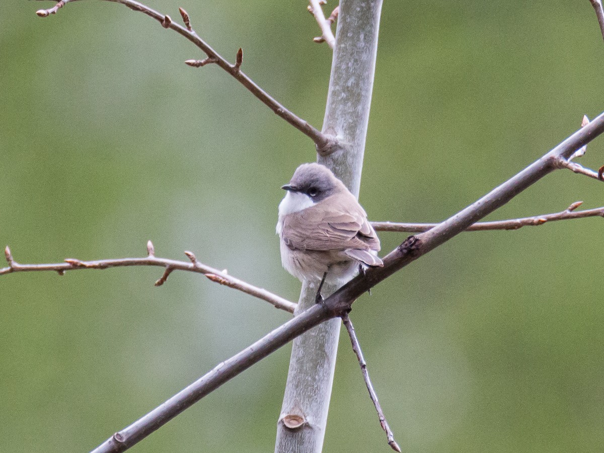 Lesser Whitethroat - ML184728961