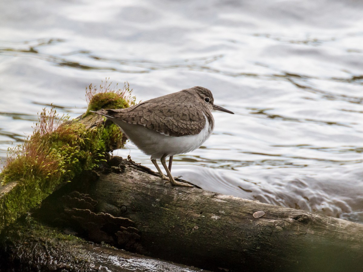 Common Sandpiper - ML184730511