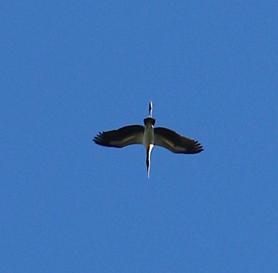 Wood Stork - ML184732451