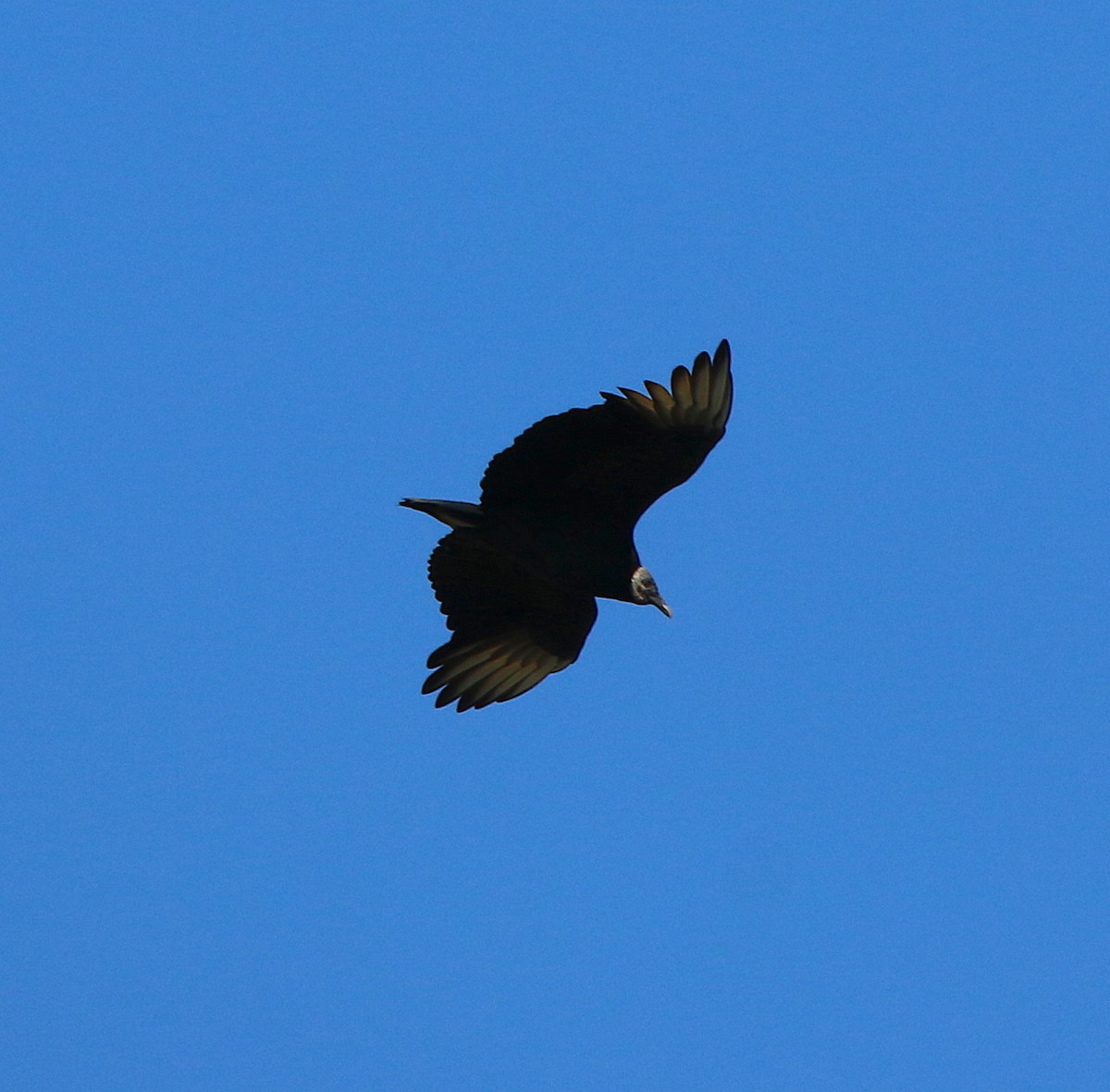 Black Vulture - ML184732471