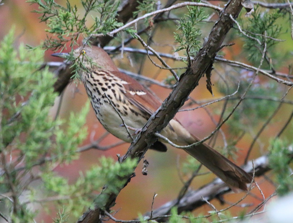 Brown Thrasher - ML184733191