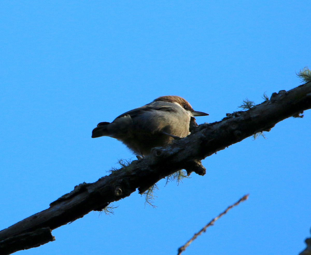 Brown-headed Nuthatch - ML184733231