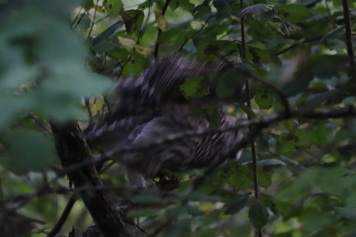 Barred Owl - ML184733941