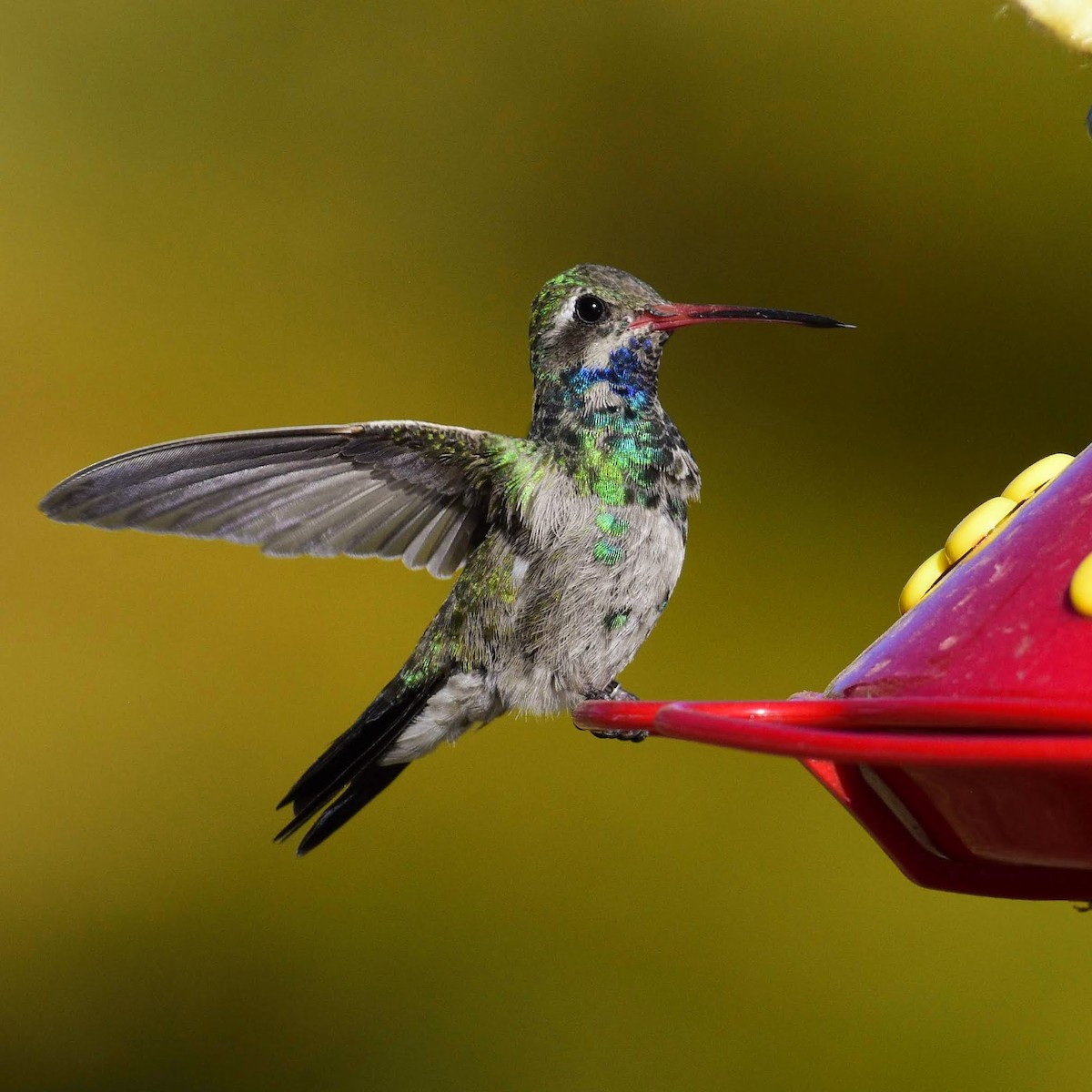 Broad-billed Hummingbird - ML184734571