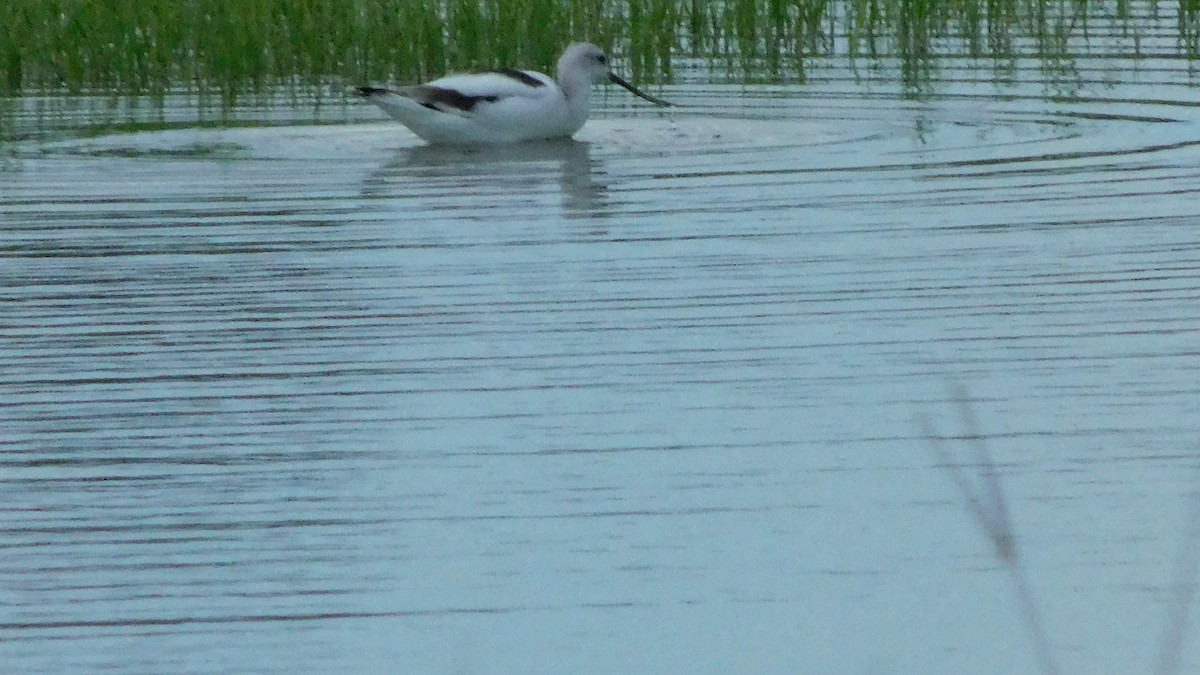 American Avocet - John  Paalvast