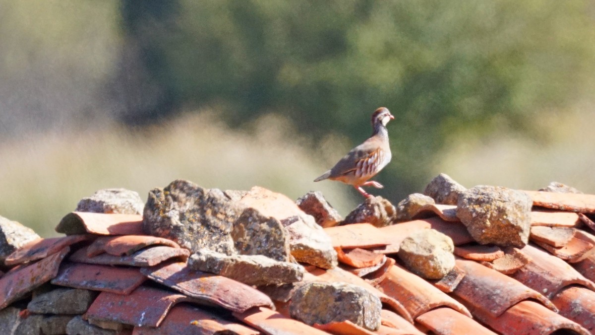 Red-legged Partridge - ML184736311