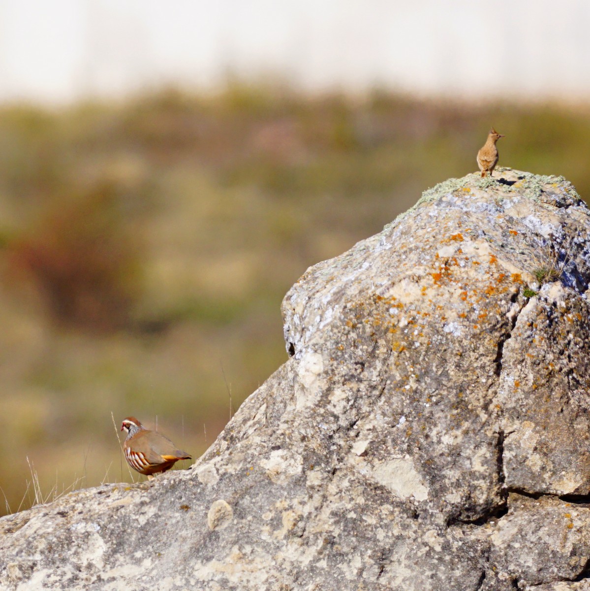 Red-legged Partridge - ML184736361