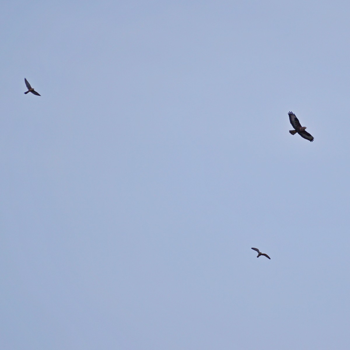 Common Buzzard - ML184736641