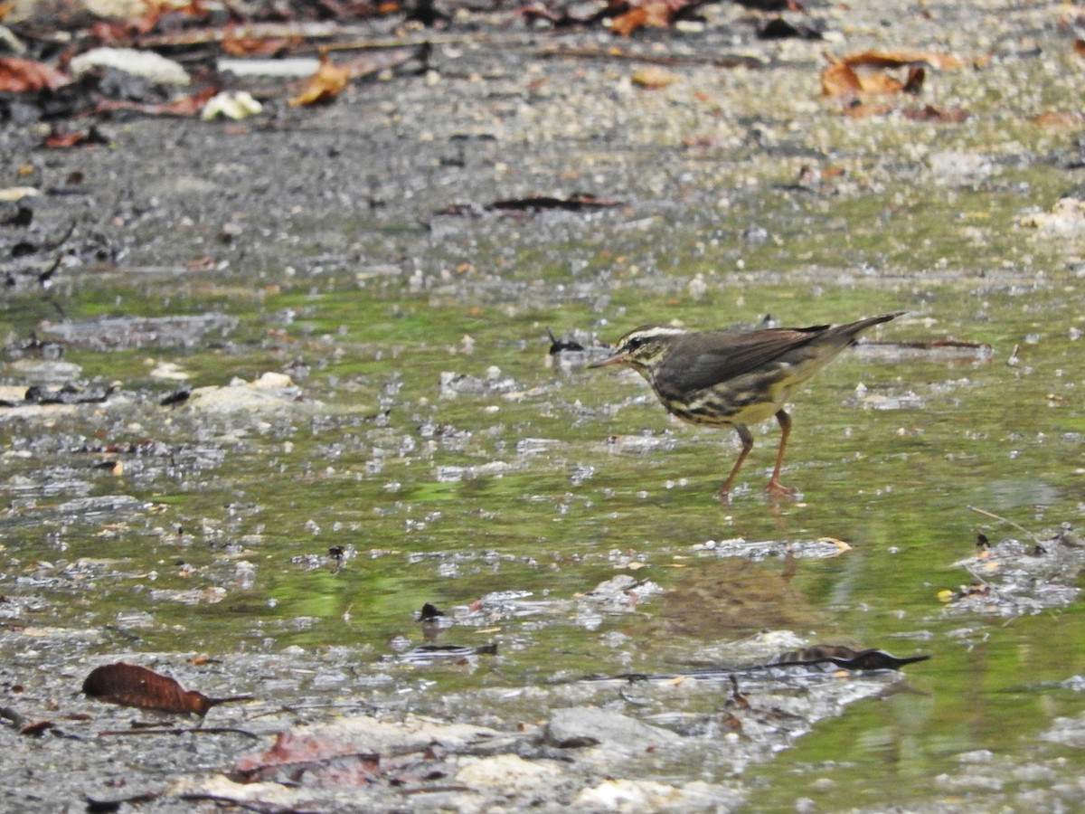 Louisiana Waterthrush - ML184736991