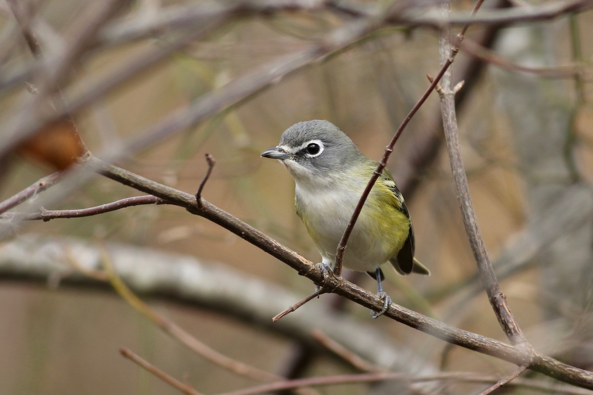 Mavi Başlı Vireo - ML184737341