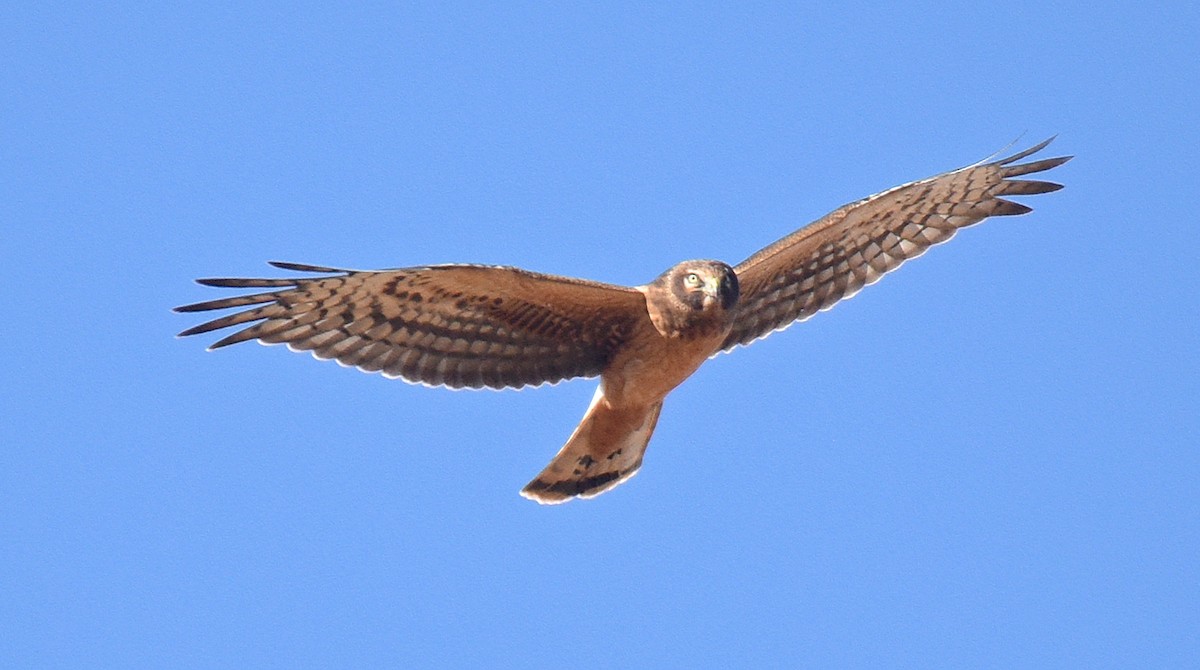 Northern Harrier - ML184737671