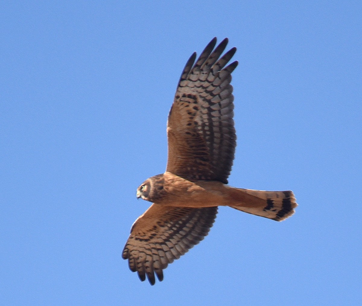 Northern Harrier - ML184737691