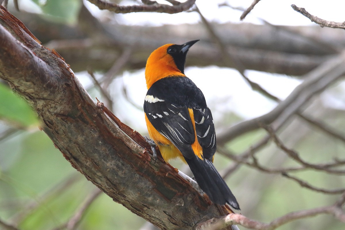 Hooded Oriole - ML184737881