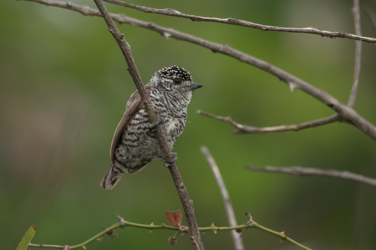 White-barred Piculet - Pablo Re