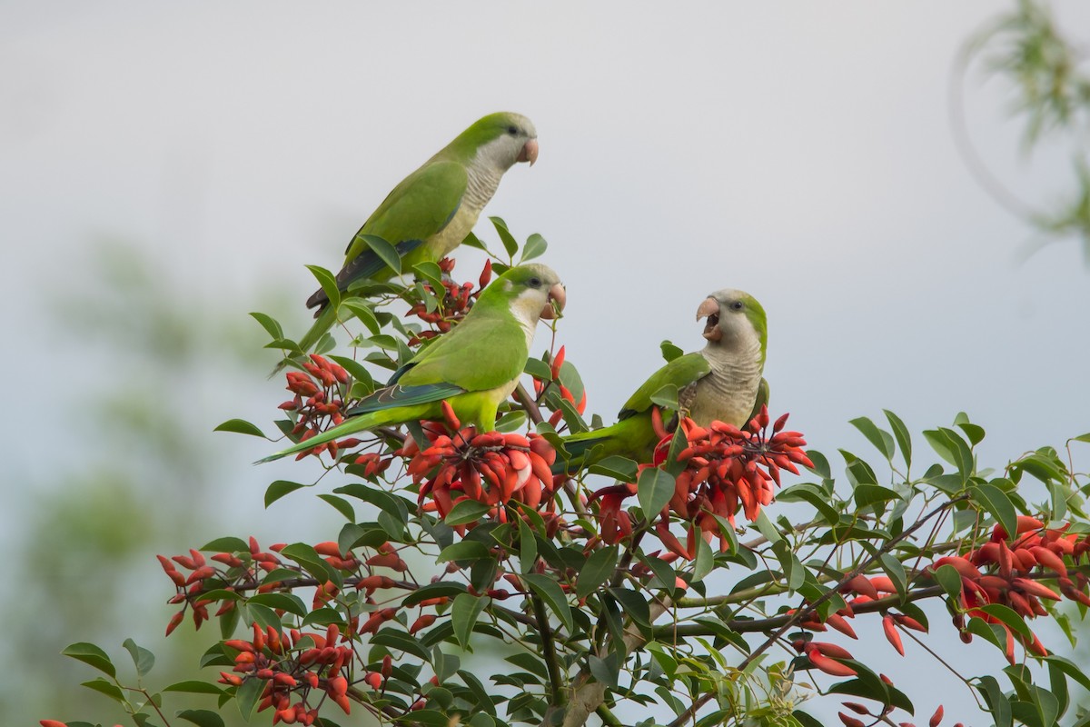 Monk Parakeet - ML184738571