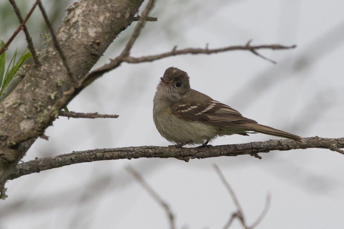 Small-billed Elaenia - ML184738871