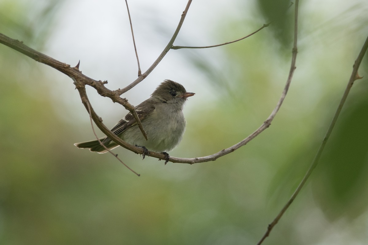 Small-billed Elaenia - ML184738891