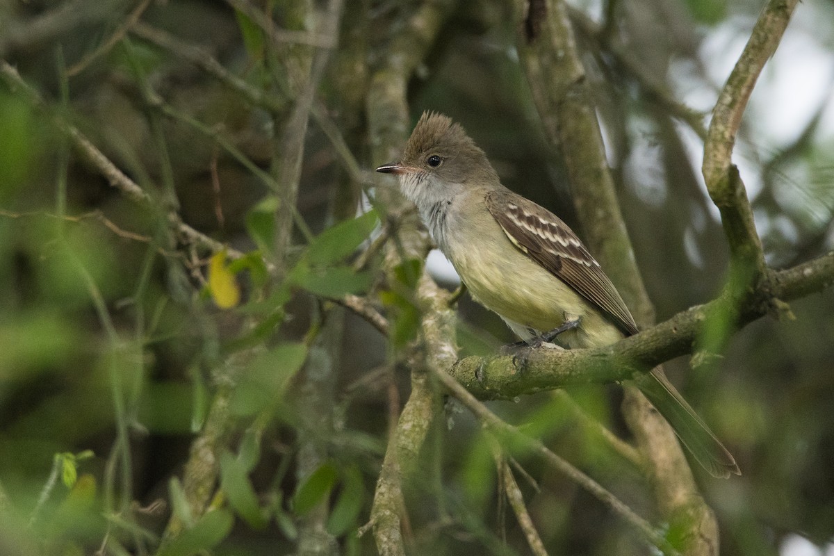 Large Elaenia - ML184738991