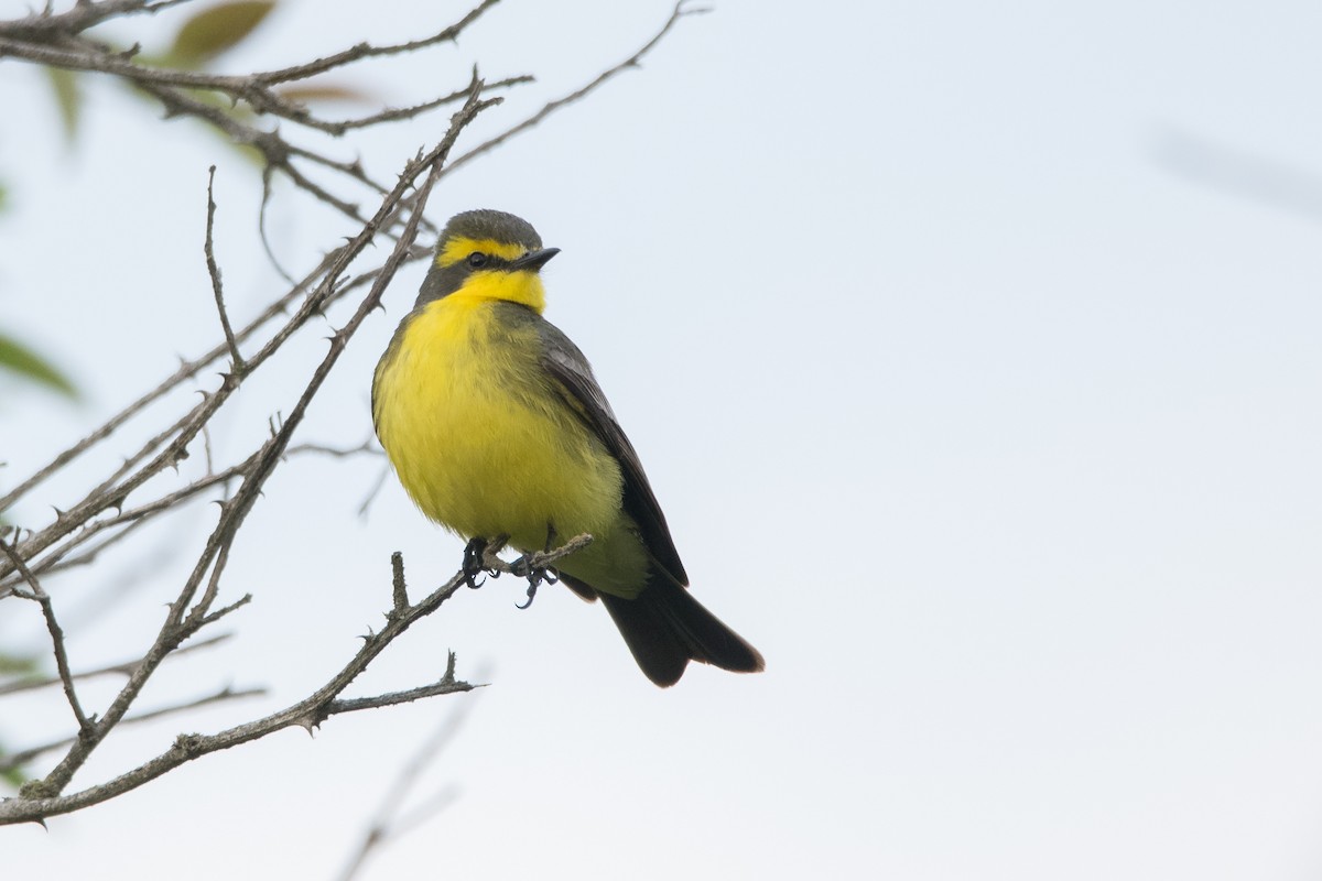 Yellow-browed Tyrant - ML184739101