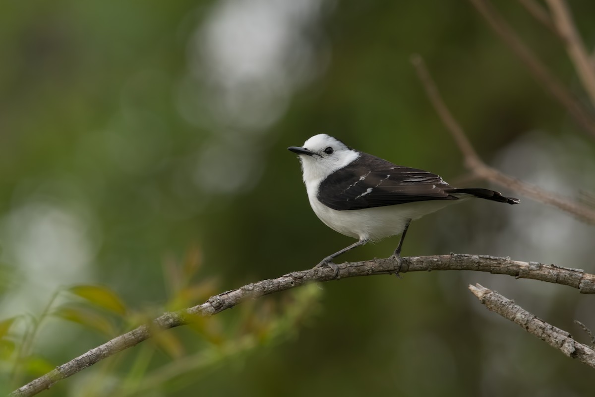 Black-backed Water-Tyrant - ML184739221