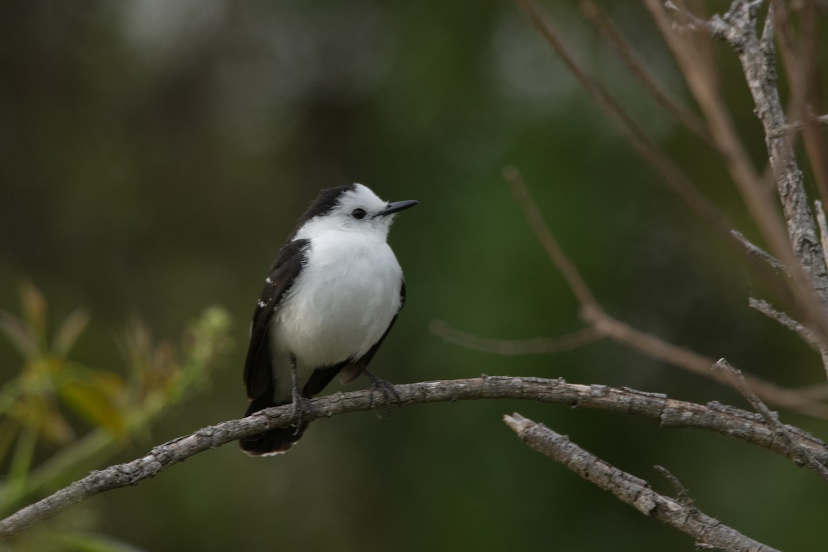 Black-backed Water-Tyrant - ML184739281