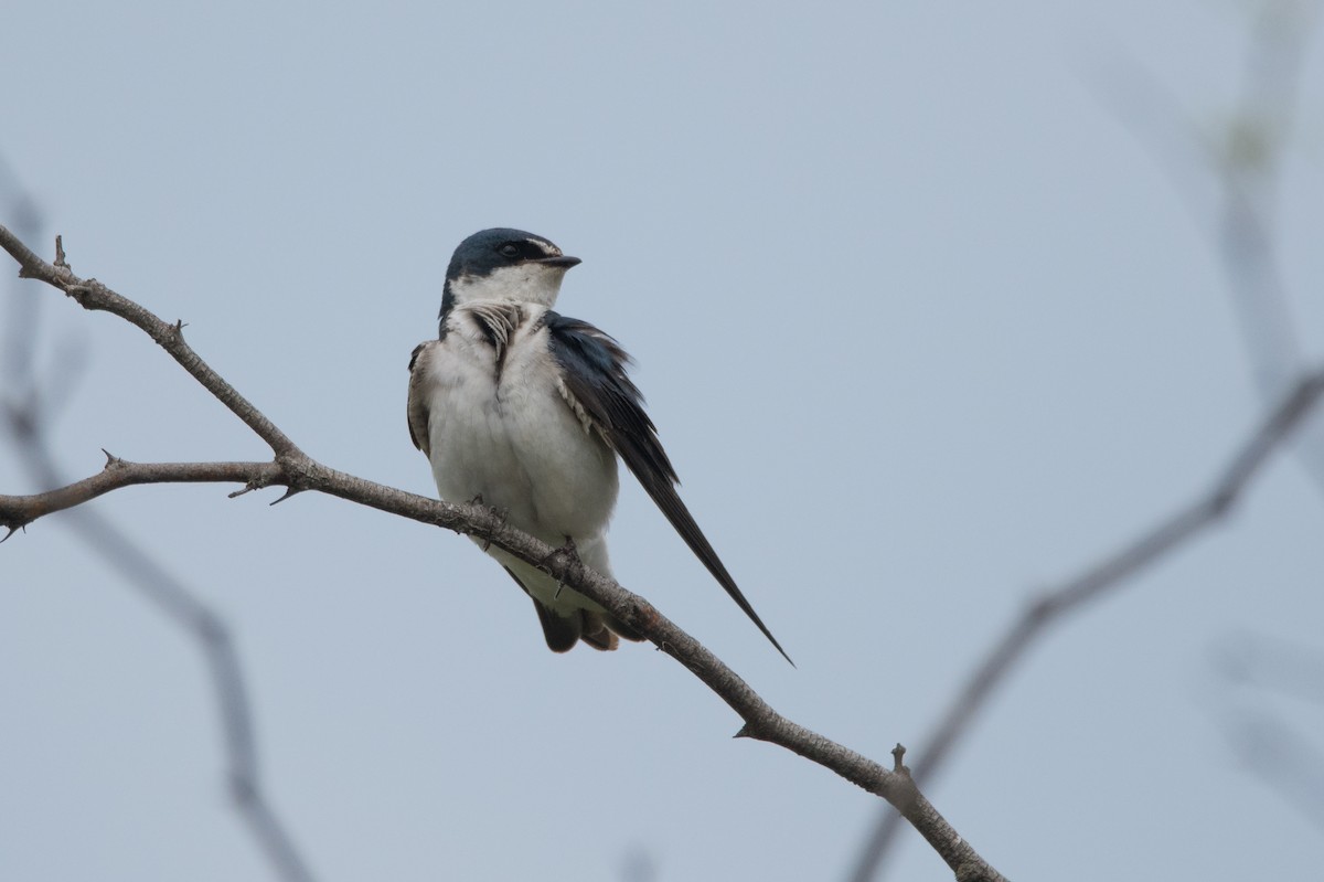 White-rumped Swallow - ML184739581