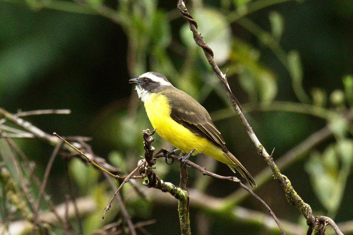 Social Flycatcher - Eli  Jahsua Miller