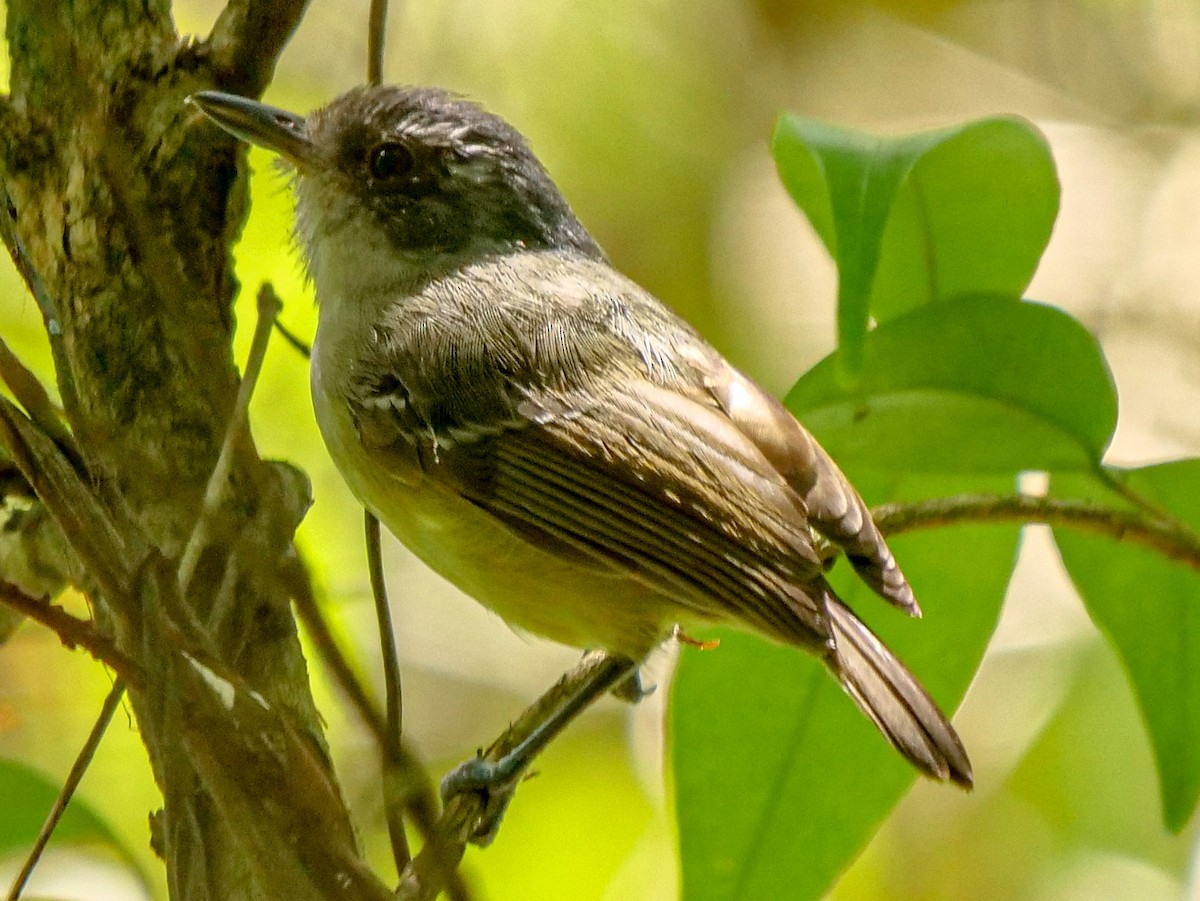 Plain Antvireo - ML184740531