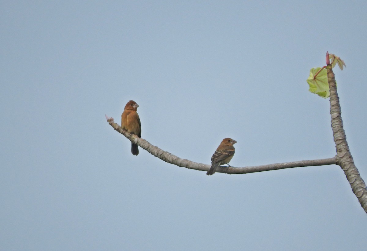 Blue Grosbeak - ML184740591