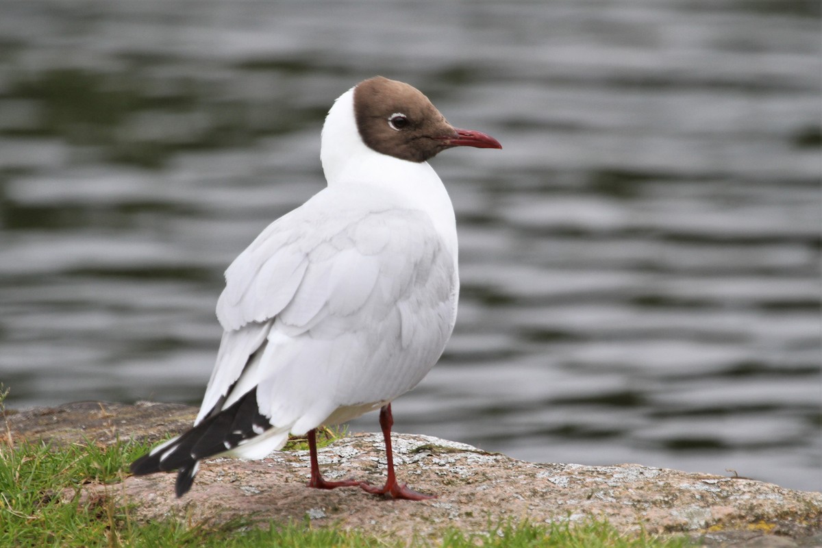 Black-headed Gull - Anya Auerbach