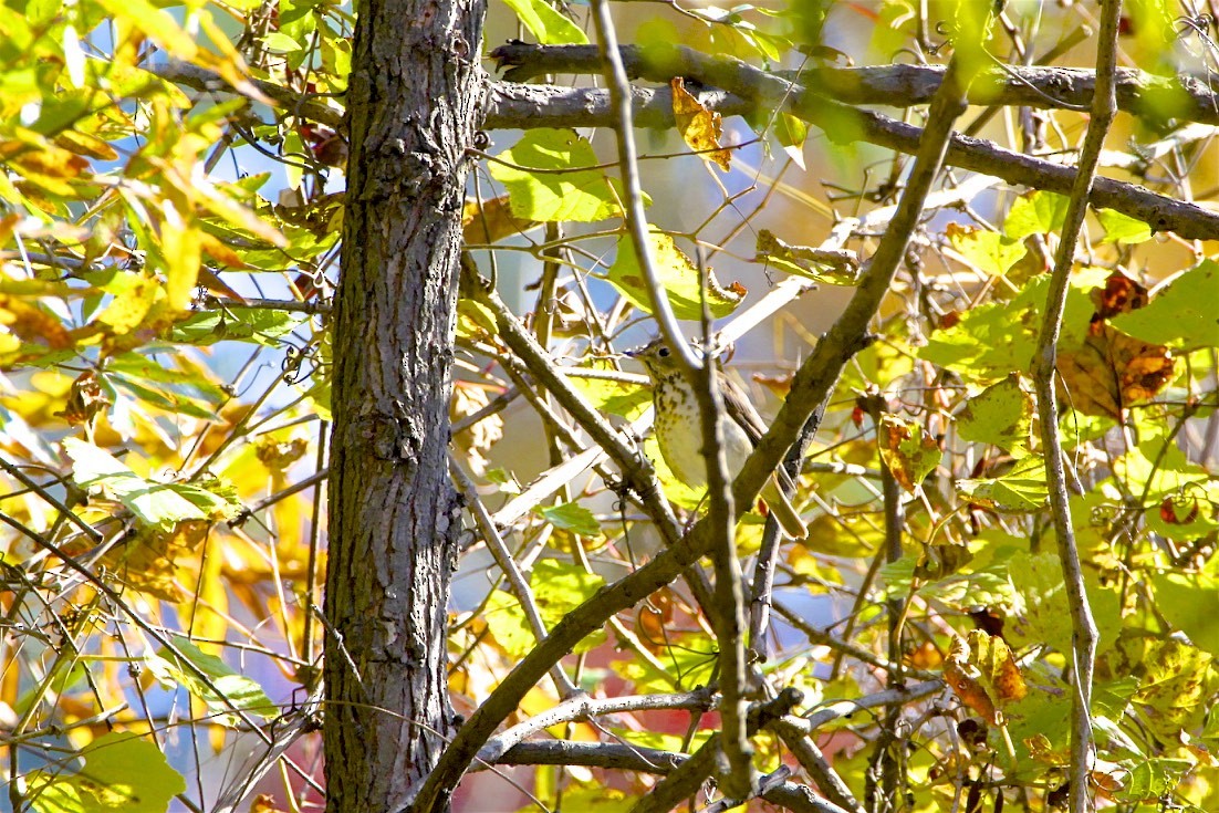 Hermit Thrush - Vickie Baily