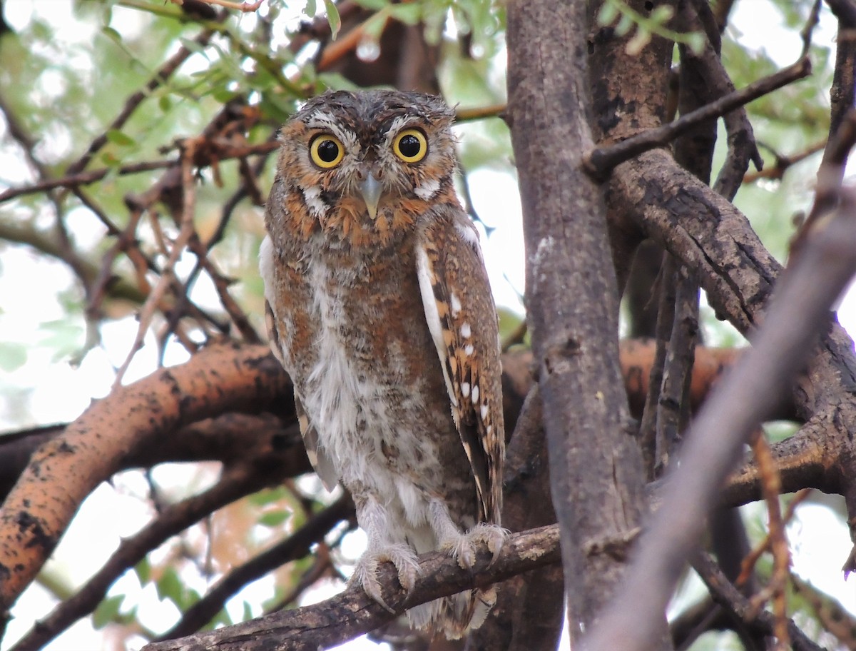 Elf Owl - Jenohn Wrieden