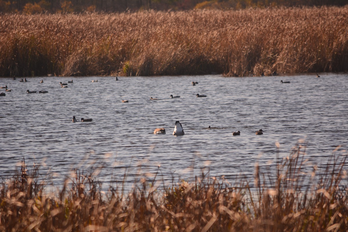 waterfowl sp. - ML184743721