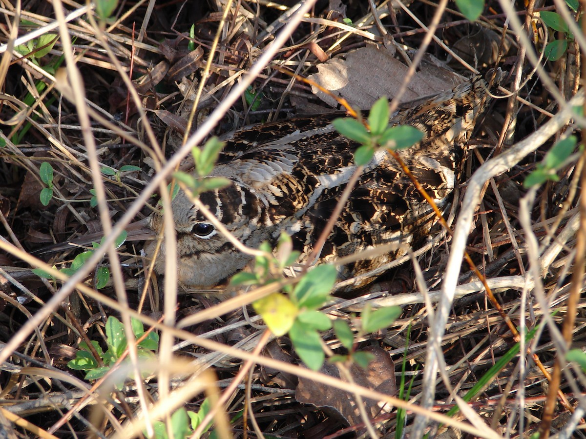 American Woodcock - ML184745031