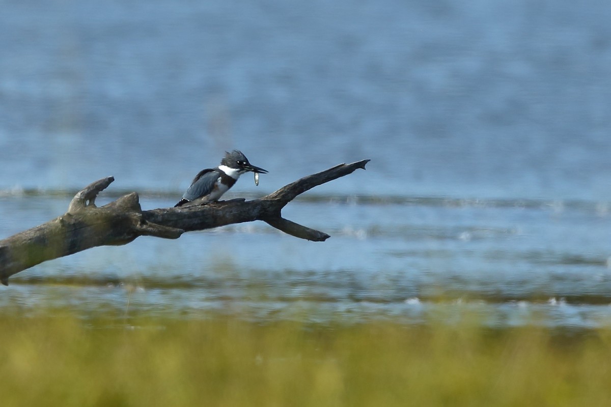 Belted Kingfisher - André Turcot